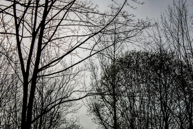 a tree with no leaves on it and a sky with no clouds Beautiful forest