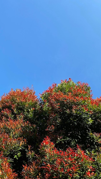 A tree with orange flowers in the foreground and a blue sky in the background.