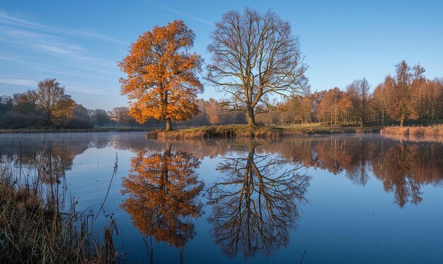 a tree with orange leaves is reflected in a pond