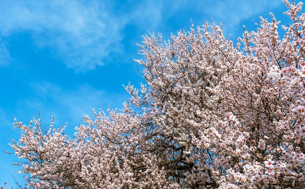 A tree with a pink flower in the foreground