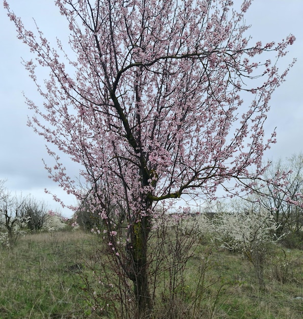 A tree with pink flowers is in a field.