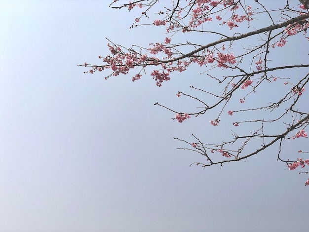 A tree with pink flowers on it