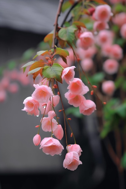 A tree with pink flowers in the rain