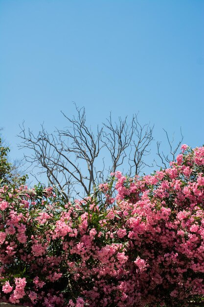 Tree with pink flowers sky on background Romantic and beautiful plant