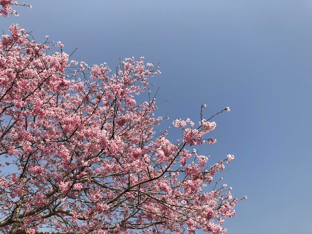 A tree with pink flowers in the sky