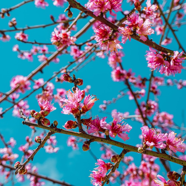 A tree with pink flowers that are in the sky