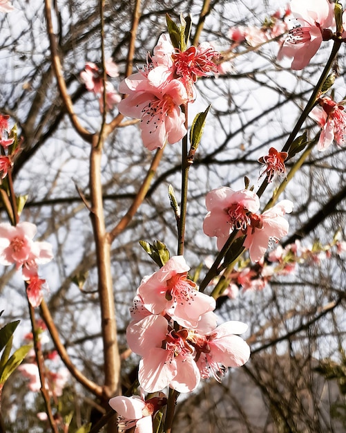 A tree with pink flowers that have the word sakura on it