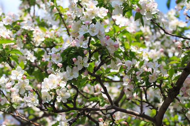 A tree with pink and white flowers and green leaves