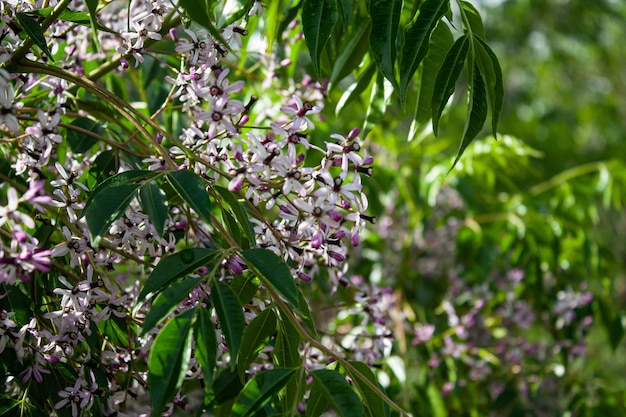 Photo a tree with purple flowers and green leaves with a blurry background