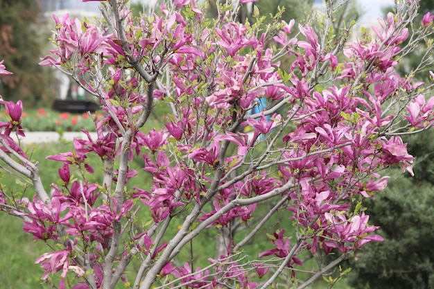 A tree with purple flowers and green leaves