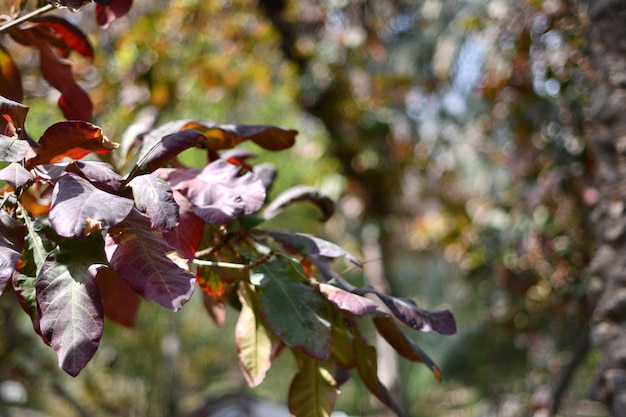 A tree with purple leaves and the leaves are in the background.