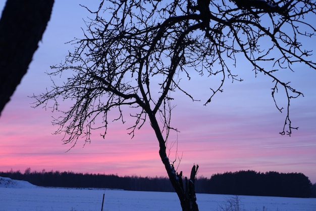 a tree with a purple sky and the sun setting behind it