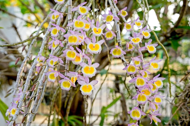 A tree with purple and yellow flowers and white petals.