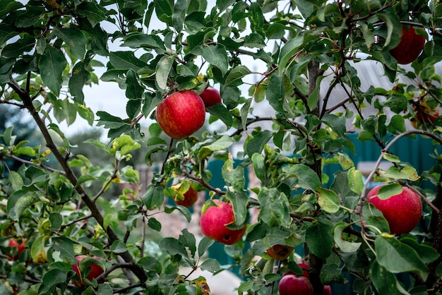 Tree with red apples in autumn.