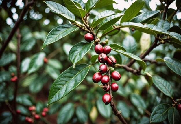 Photo a tree with red berries on it and a green plant with a few red berries