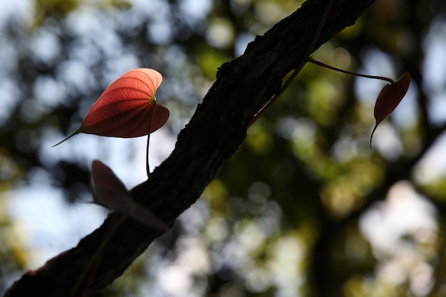 A tree with a red leaf