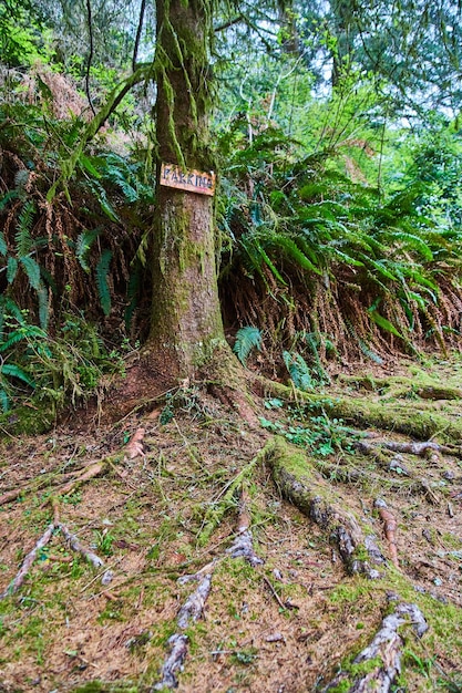 Tree with roots exposed and parking sign