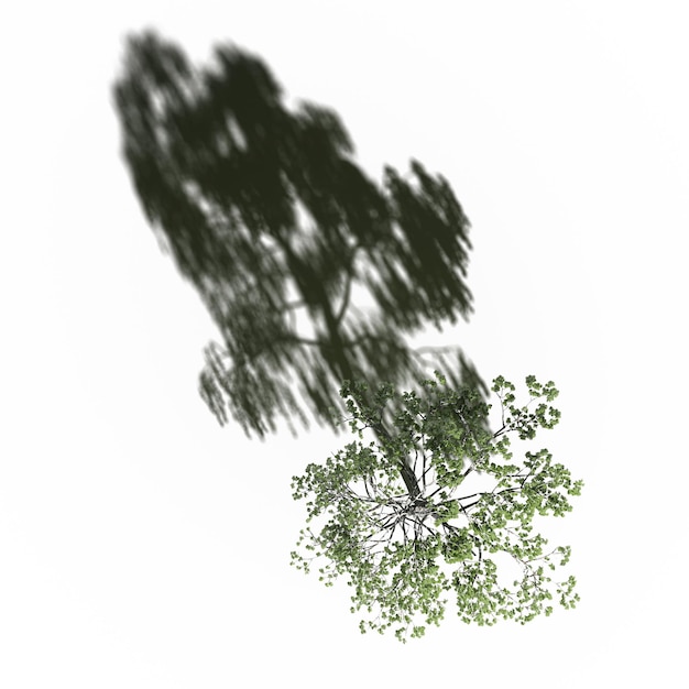 tree with a shadow under it, top view, isolated on white background, 3D illustration, cg render