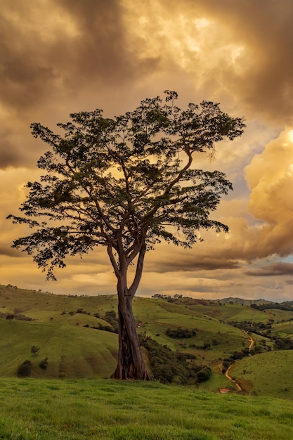 a tree with a sky in the background