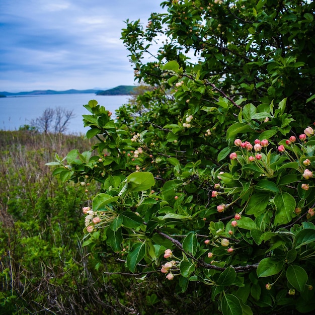 Tree with small flower buds