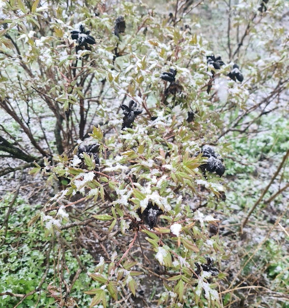 A tree with snow on it and the word " snow " on it.