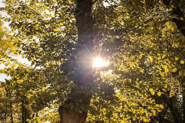 Photo a tree with the sun shining through the leaves