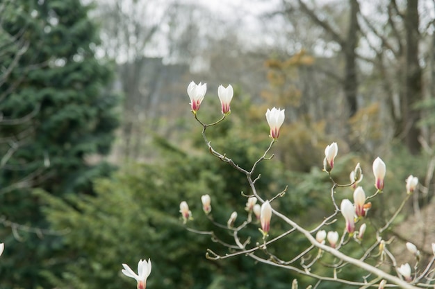 Photo a tree with white flowers in the foreground with a green background.