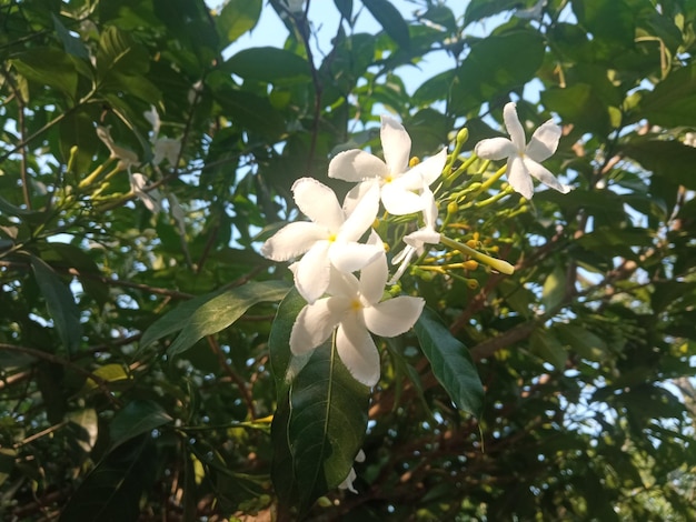 A tree with white flowers and green leaves with the word jasmine on it.