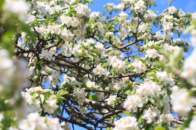 A tree with white flowers and green leaves