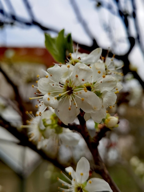 Photo a tree with white flowers and a red building in the background