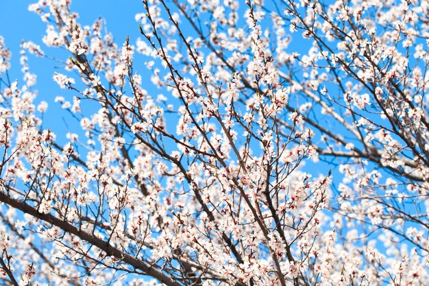 A tree with white flowers in the sky