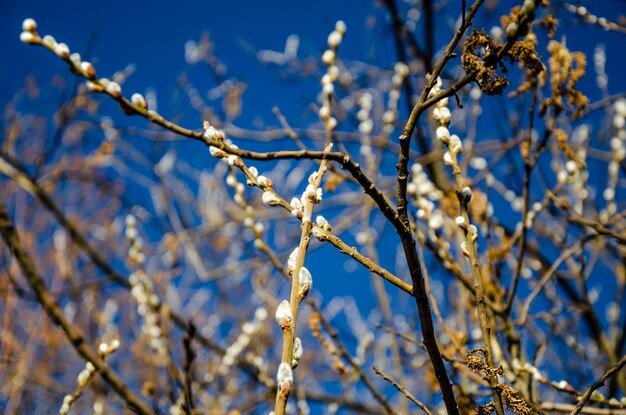 A tree with white flowers in the spring.