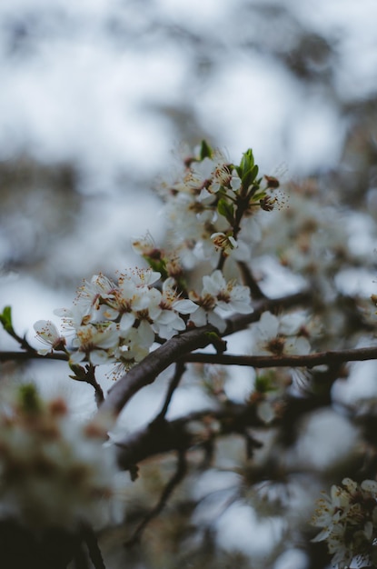 A tree with white flowers in the spring