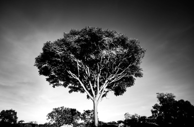 Photo a tree with a white trunk and a black and white picture of a tree with a sky background