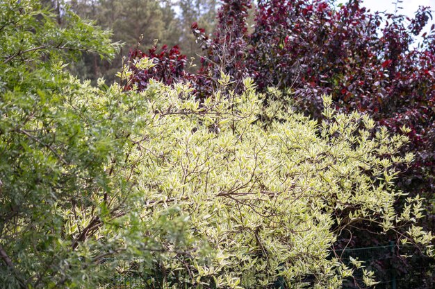 A tree with yellow flowers and green leaves