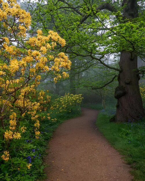 Photo a tree with yellow flowers on it is blooming