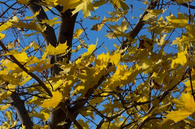 Tree with yellow leaves on the blue sky background in the autumn park