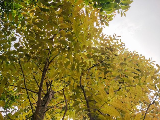 Photo a tree with yellow leaves and the sky is blue.