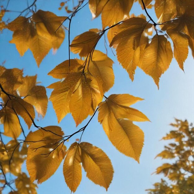 a tree with yellow leaves that says autumn on it