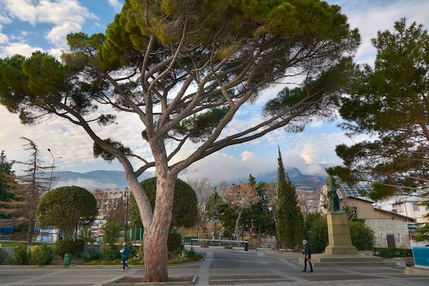 A tree on the Yalta embankment