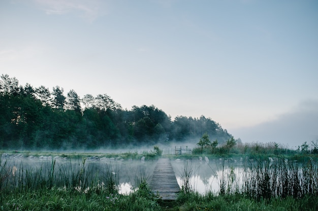 Trees against the backdrop of lakes and nature with mist