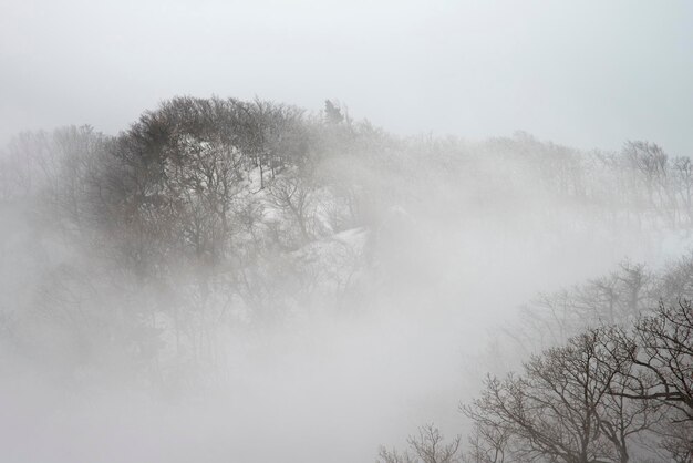 Photo trees against sky