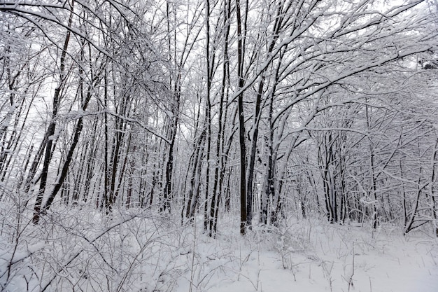 The trees are covered with snow after frosts and snowfalls, a large number of bare deciduous trees in the winter season, snowdrifts in the park or winter forest, there will be footprints in the snow