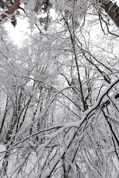 trees are covered with snow