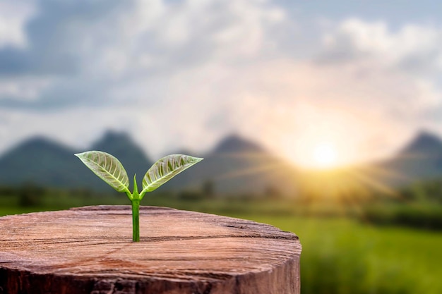 Trees are growing from cut stumps and blurred green backgrounds