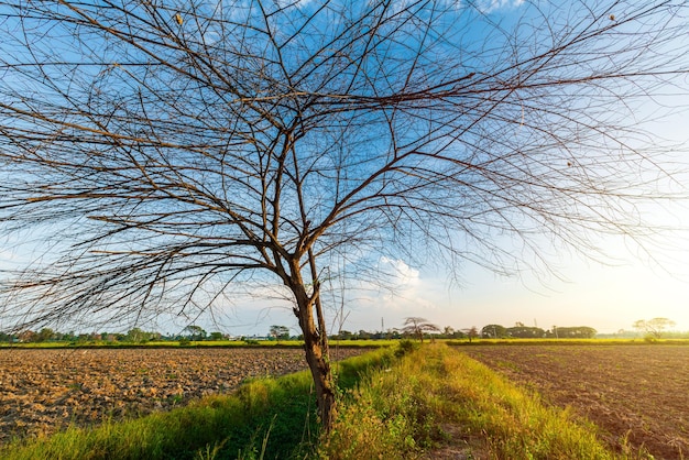 Trees are left with branches Silhouettes of trunks and branches a meadow soil in a rice field with cloudy blue sunset sky background