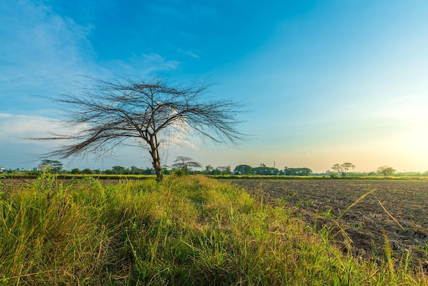 Trees are left with branches Silhouettes of trunks and branches a meadow soil in a rice field with cloudy blue sunset sky background