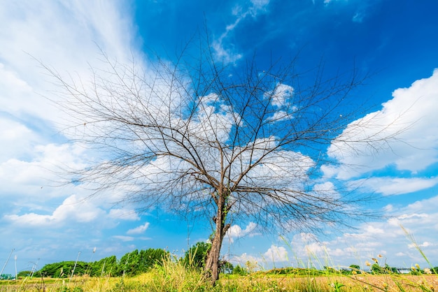 Trees are left with branches Silhouettes of trunks and branches a meadow soil in a rice field with fluffy clouds blue sky daylight background