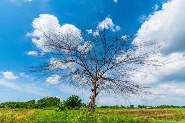 Trees are left with branches Silhouettes of trunks and branches a meadow soil in a rice field with fluffy clouds blue sky daylight background