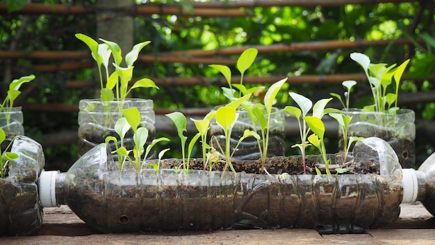 Trees are planted in recycled plastic bottles. Planted in a bottle. Plastic recycle.